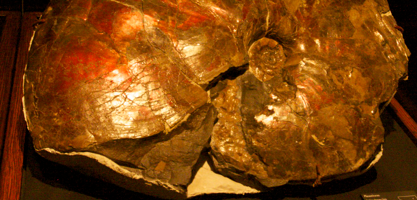 Placenticeras (an ammonite), Museum of the Rockies