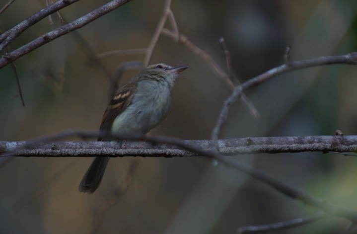 Plain Tyrannulet, Inezia inornata 4