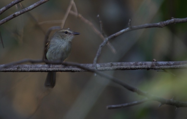 Plain Tyrannulet, Inezia inornata 3