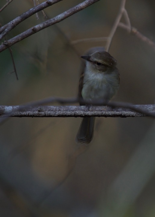 Plain Tyrannulet, Inezia inornata