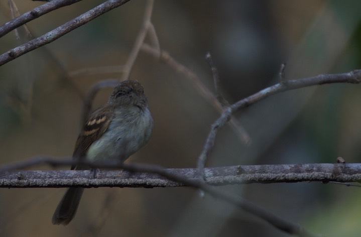 Plain Tyrannulet, Inezia inornata 1