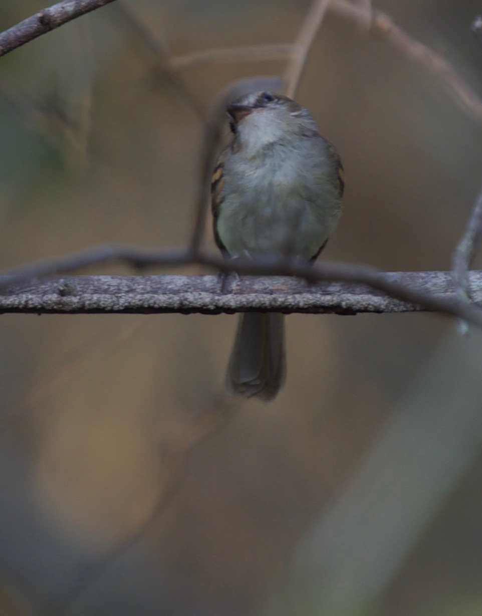 Plain Tyrannulet, Inezia inornata 2