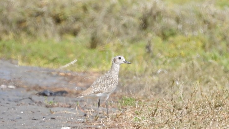 Plover, Black-bellied - Baja California Sur No. 2 a