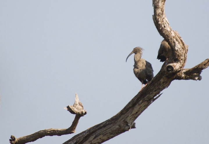 Plumbeous Ibis, Theristicus caerulescens