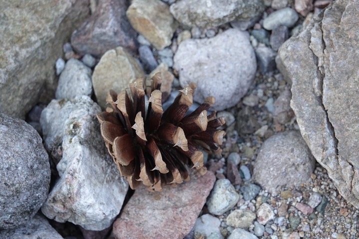 Ponderosa Pine Cones, Pinus ponderosa6-4