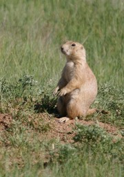 Prairie Dog, Black-tailed 1