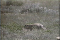 Prairie-Dog, White-tailed_1