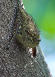 Proboscis Bat, Rhynchonycteris naso2