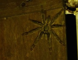 Psalmopeus cambridgei 4