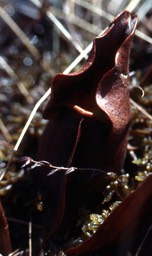 purple pitcher plant650