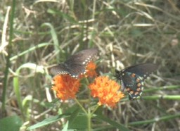 Purple, Red-spotted