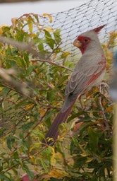 Pyrrhuloxia, Cardinalis sinuatus4