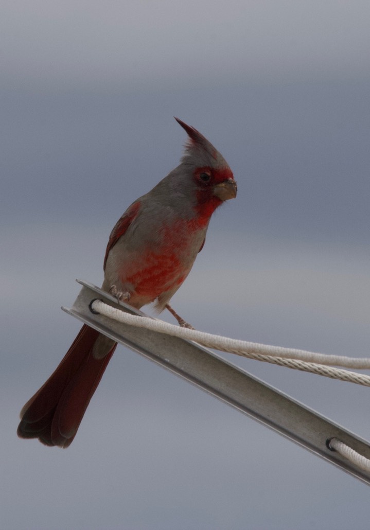 Pyrrhuloxia, Cardinalis sinuatus3