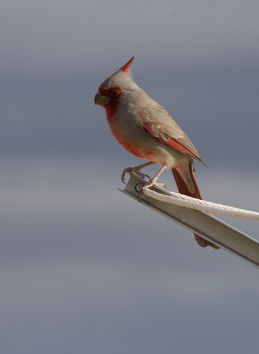 Pyrrhuloxia, Cardinalis sinuatus