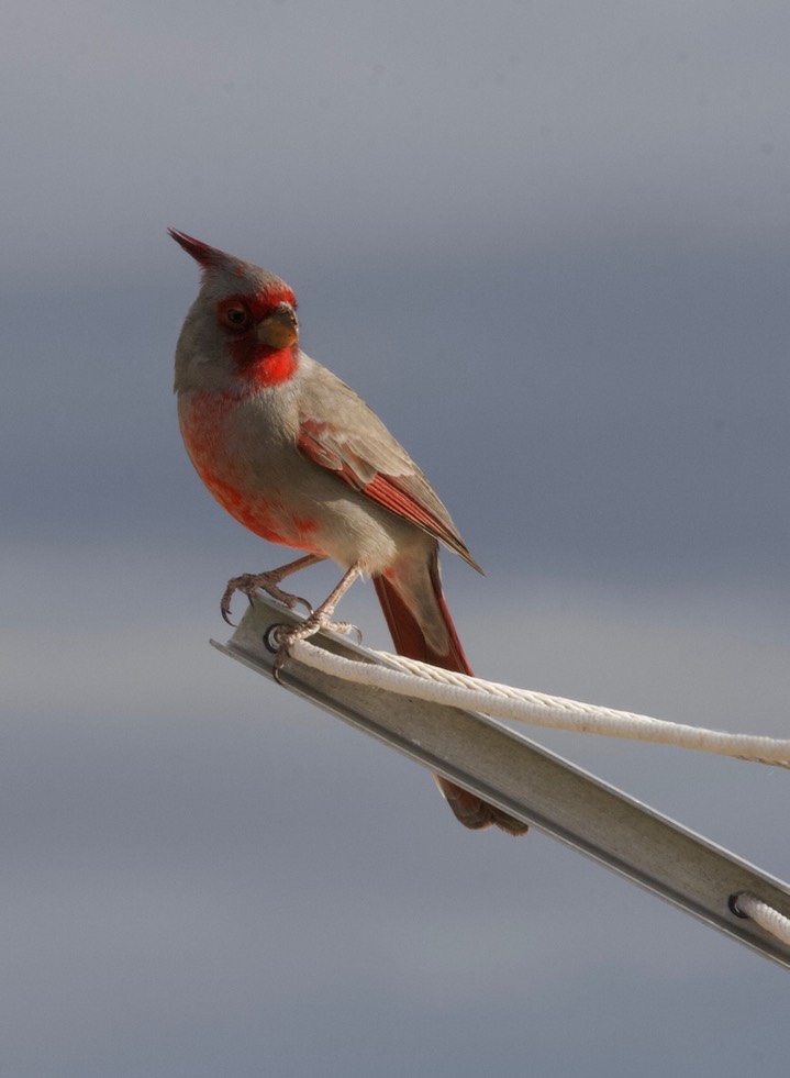 Pyrrhuloxia, Cardinalis sinuatus1