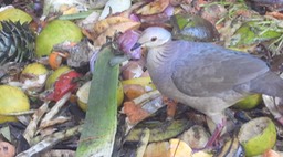 Quail-Dove, Lined (Colombia) 2