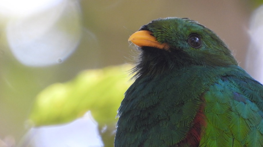 Quetzal, White-tipped (Colombia) 4