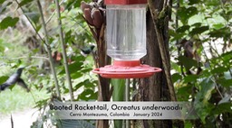 Racket-tail, Booted (Cerro Montezuma, Colombia)