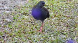 Rail, Blackish 1 (Cerro Montezuma, Colombia)