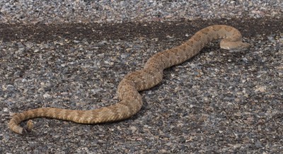 Rattlesnake, Panamint4