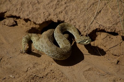 Rattlesnake, Western Prairie2