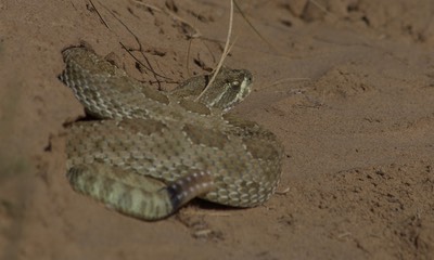 Rattlesnake, Western Prairie4