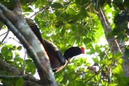 Razor-billed Curassow, Mitu tuberosum1