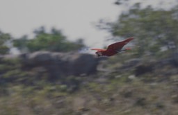 Red-and-green Macaw, Ara chloropterus4