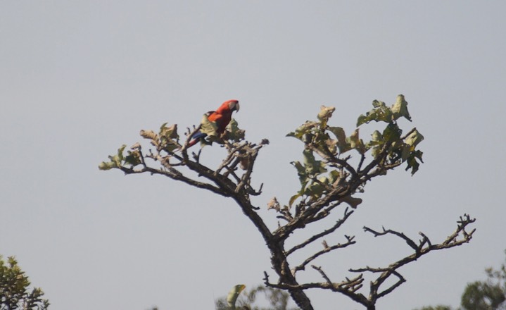 Red-and-green Macaw, Ara chloropterus3