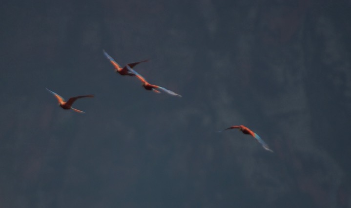 Red-and-green Macaw, Ara chloropterus2