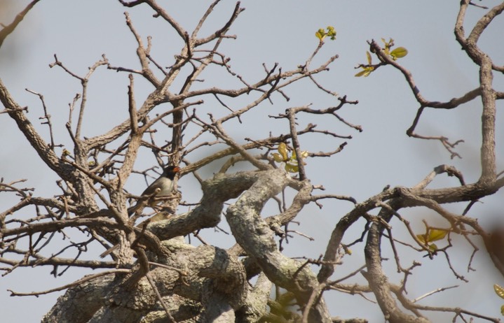 Red-billed Pied Tanager, Lamprospiza melanoleuca1