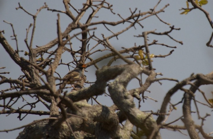 Red-billed Pied Tanager, Lamprospiza melanoleuca