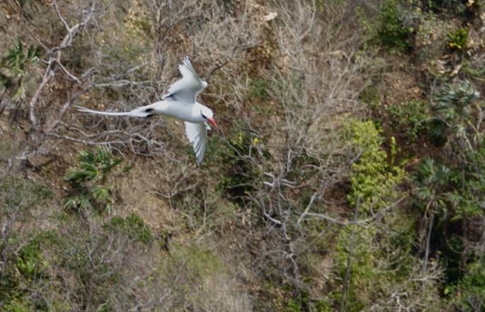 Red-billed Tropicbird18-