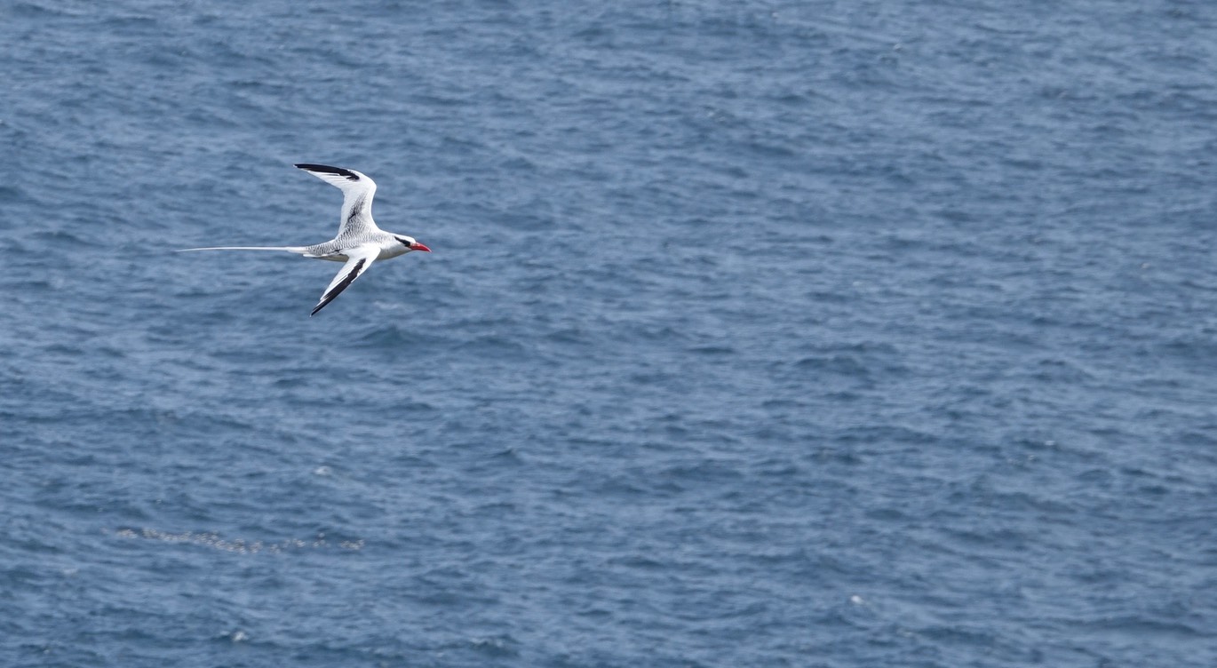 Red-billed Tropicbird18-10