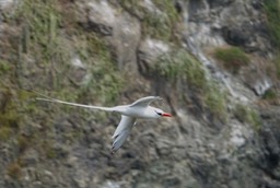 Red-billed Tropicbird18-3