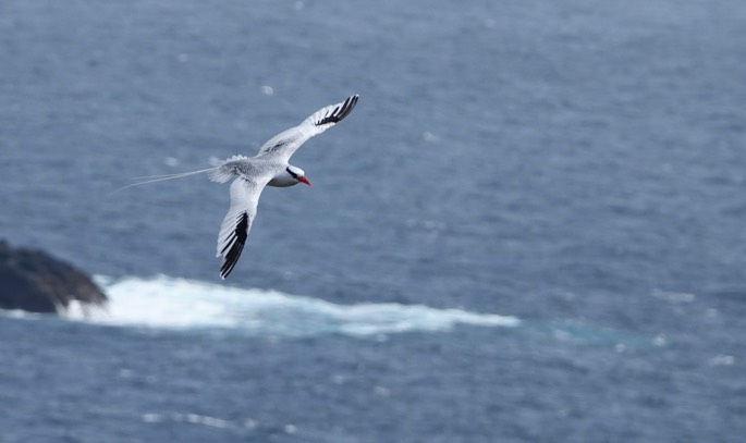 Red-billed Tropicbird18-4