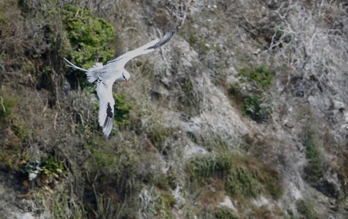 Red-billed Tropicbird18-5