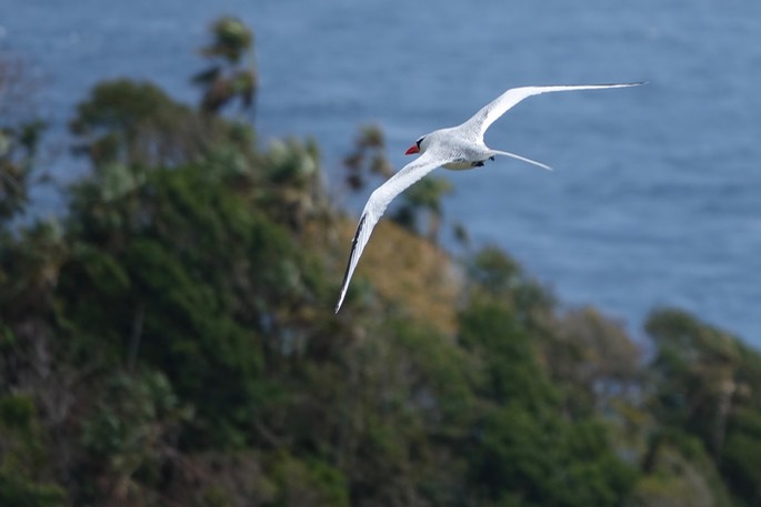 Red-billed Tropicbird18-6