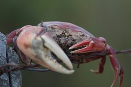 Red Freshwater Crab, Dilocarcinus pagei