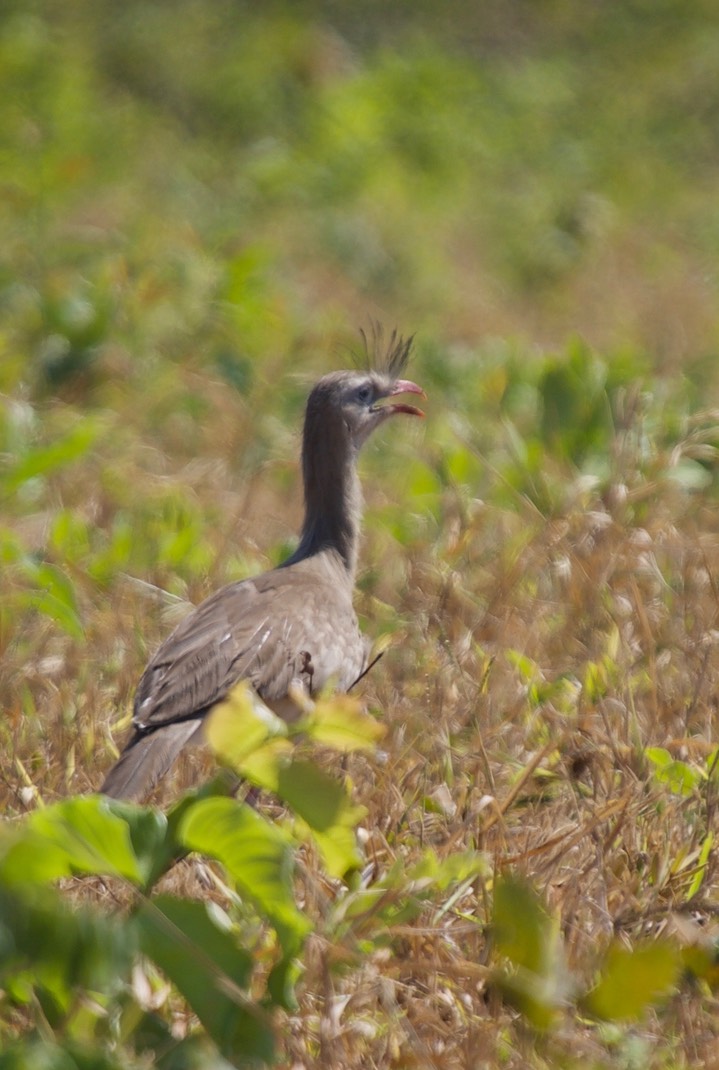 Red-legged seriema, Cariama cristata1