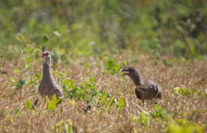 Red-legged seriema, Cariama cristata4