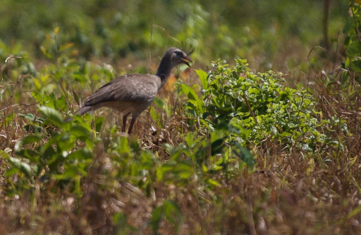 Red-legged seriema, Cariama cristata