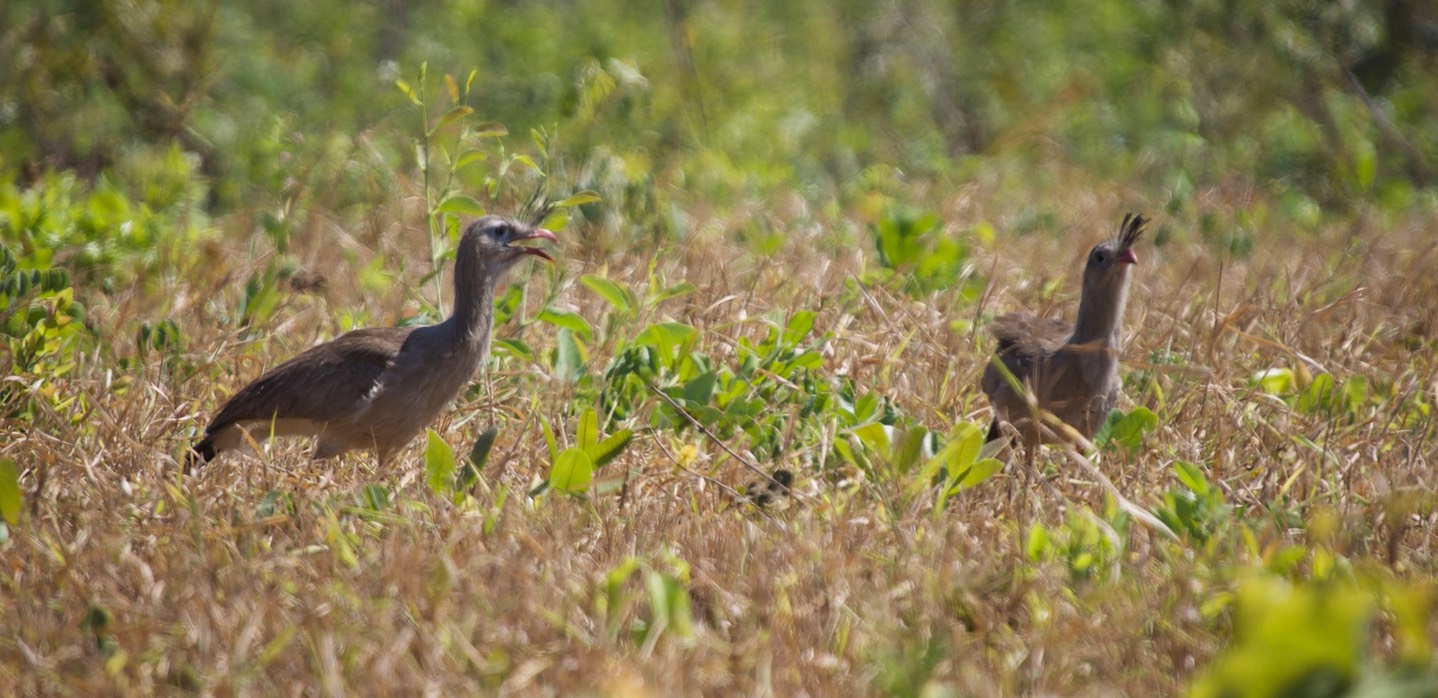 Red-legged seriema, Cariama cristata3