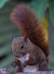 Red-tailed Squirrel. Notosciurus granatensis granatensis      