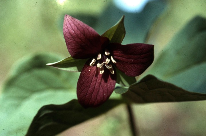 Red Trillium619