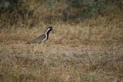 Red-wattled Lapwing, Vanellus indicus