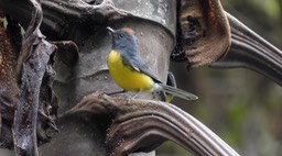 Redstart, Slate-throated (Cerro Montezuma, Colombia) 1