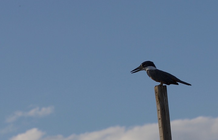 Ringed Kingfisher, Megaceryle torquata1