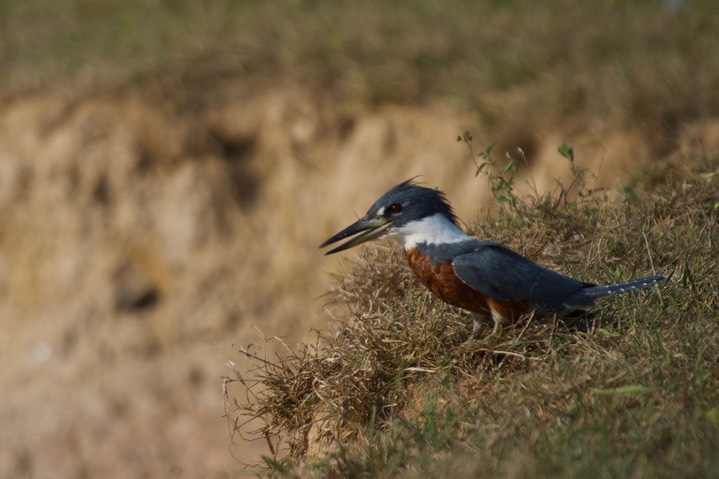 Ringed Kingfisher, Megaceryle torquata20