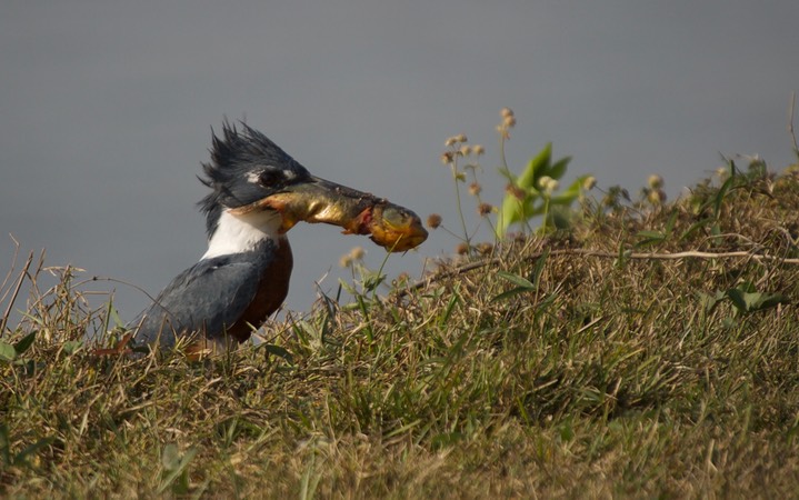 Ringed Kingfisher, Megaceryle torquata 1